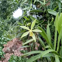 Vanilla Orchid Live Plant | Vanilla Planifolia Starter Plant in Pot | Grow Your Own Vanilla Beans | Tropical Climbing Vine | Free Shipping