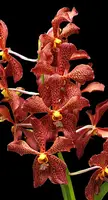 Aranda Francoise Desquiron 'Sorbet'