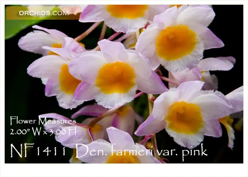 Dendrobium farmeri var pink (Dendrobium)