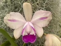 Cattleya intermedia flamea marginata ‘RDT’ - Blooming size division