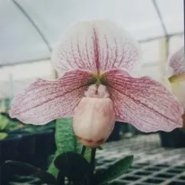 Paphiopedilum Godefroyae X Paph. Spicerianum (Paphiopedilum)