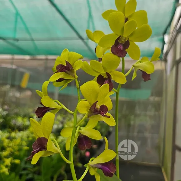 Dendrobium Thongchai Gold 'Chaisri Gold'