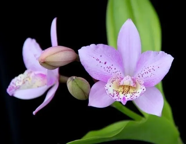 Brassocattleya Aka’s Aloha 'Dream Dust'