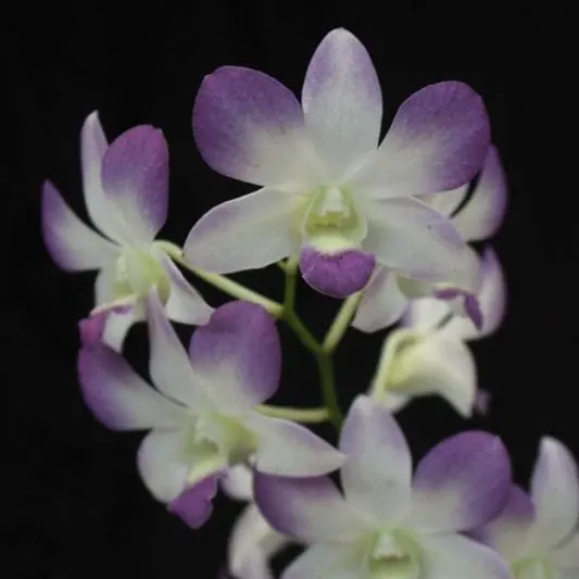 Dendrobium Aridang Blue (Dendrobium)