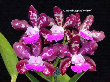 Cattleya Royal Cognac 'Wilson'