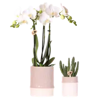 Plantenset Bamboo | zand