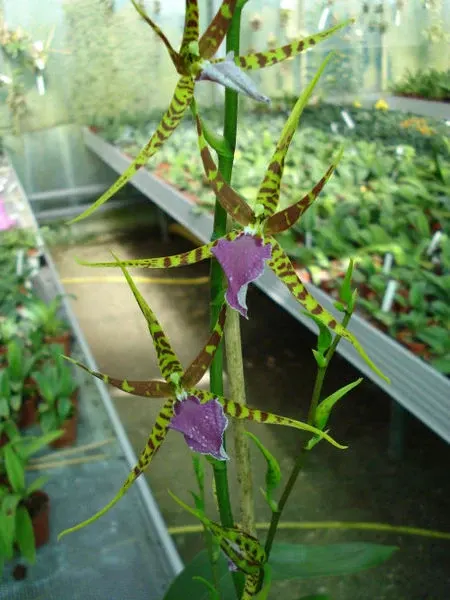 Odontobrassia BILLABONG