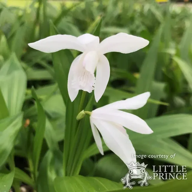 Bletilla striata 'Alba'