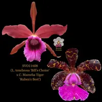 Cattleya Orchid Hybrid SVO11608 (L. tenebrosa 'Bill's Choice' x C. Mareeba Tiger 'Ruben's Best')