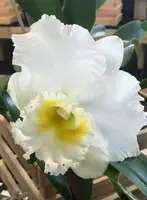 Rlc. Burdekin Wonder Lakeland