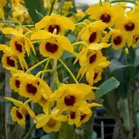Dendrobium chrysotoxum var. sauvissimum