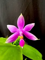 Phalaenopsis violacea