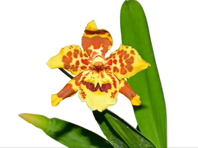 Oncidium Tomales Bay (Oncidium)
