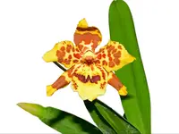 Oncidium Tomales Bay