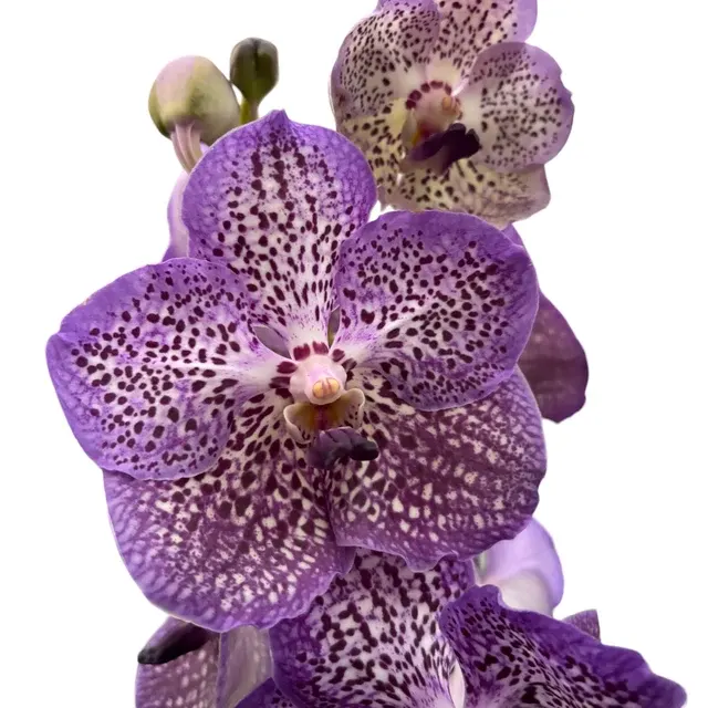 Vanda Moonlight Blue