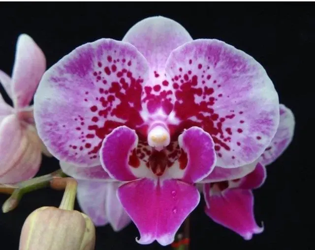 Phalaenopsis Lioulin Violin