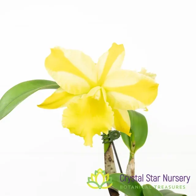 Rhyncholaeliocattleya Hua Young Gold (Rhyncholaeliocattleya)