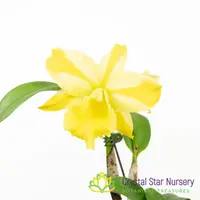Rlc. Hua Young Gold (#3/#5) — 2" Pot Oversized / Without Spike