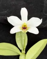 Dendrobium trantuanii Alba (1 Plant Available)