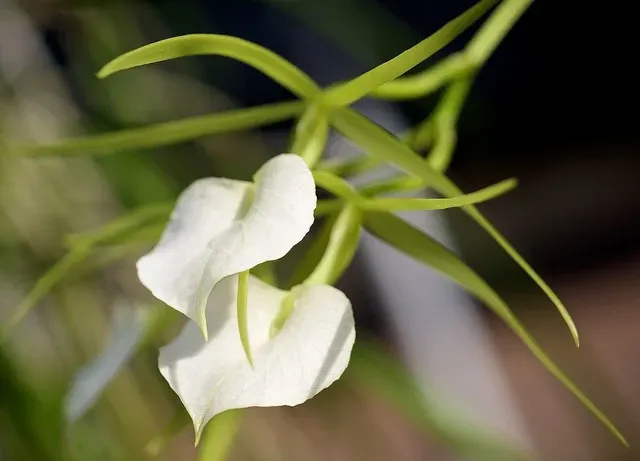 Brassavola cordata x sib