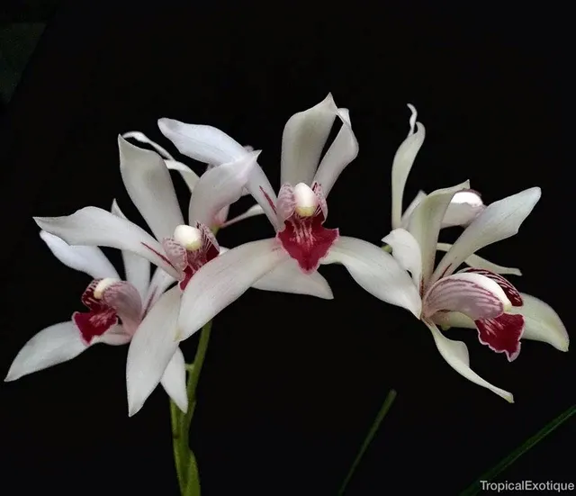 Cymbidium insigne alba x