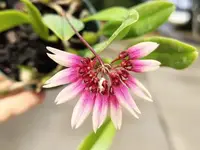 Bulbophyllum lepidum