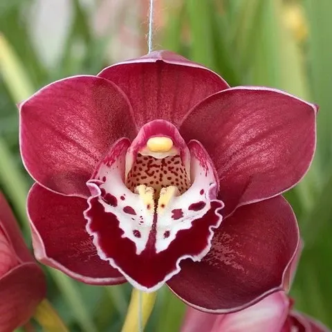 Cymbidium Valley Regent (Cymbidium)