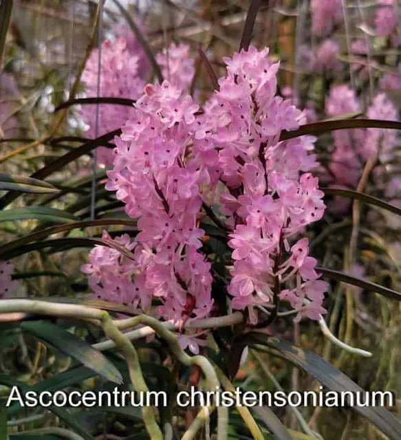 Ascocentrum christensonianum (Ascocentrum)