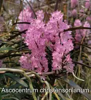 Ascocentrum christensonianum