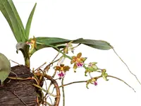 Vanda flabellata