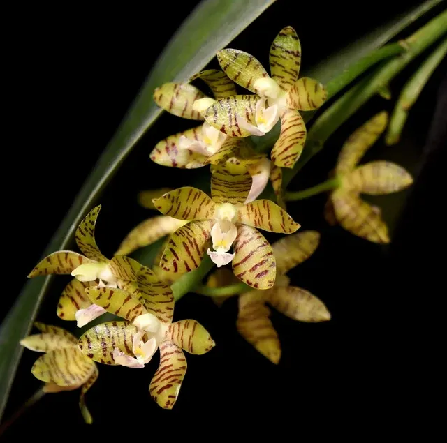 Phalaenopsis kapuasensis