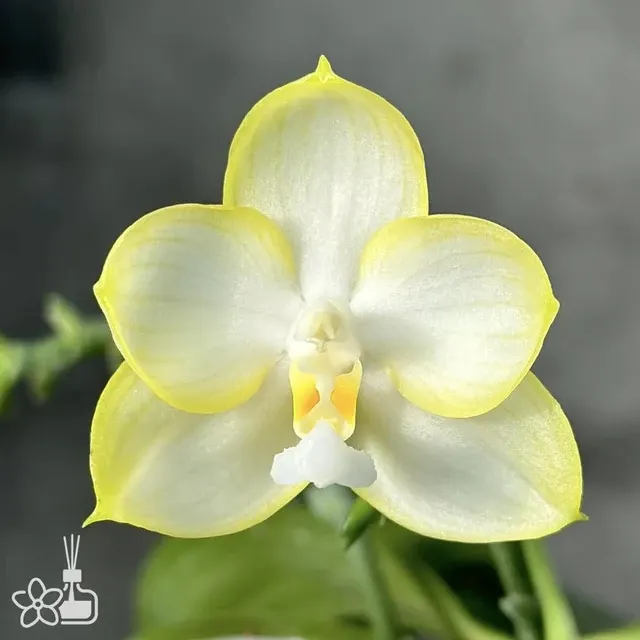 Phalaenopsis Patti Lee 'So fragrant no friends'