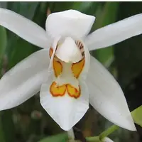 Coelogyne Nitida