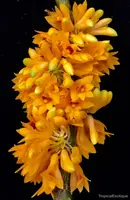 Orchid Seedling 50mm Pot Size - Dendrobium tiongii - Species