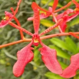 Renanthera Kalsom X Renanthera Coccinea (Renanthera)