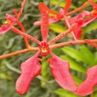 Renanthera Kalsom x Renanthera Coccinea