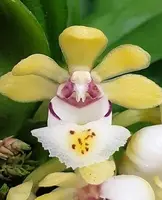Gastrochilus japonicus