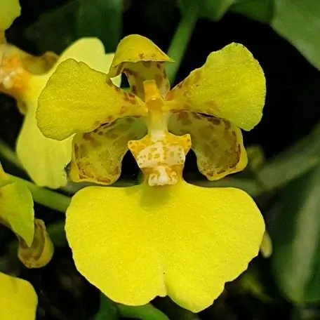 Oncidium ampliatum (Oncidium)