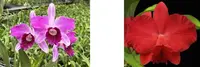 Flask - Cattleya purpurata sanguinea flamea x Circle of Life