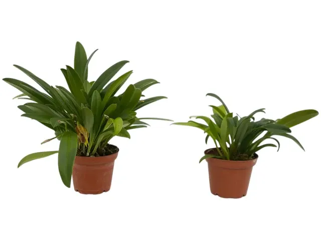 Masdevallia sernae (Masdevallia)