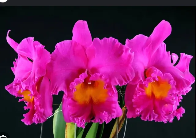 Cattleya Alliance: Blc. Pink Empress 'Bright Sun' (Cattleya)