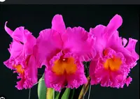 Cattleya Alliance: Blc. Pink Empress 'Bright Sun'