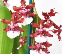 Onc. Sharry Baby 'Sweet Fragrance' AM/AOS (OM 8)