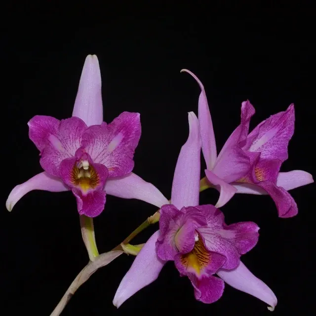 Laelia anceps 'Tamara' (Laelia)
