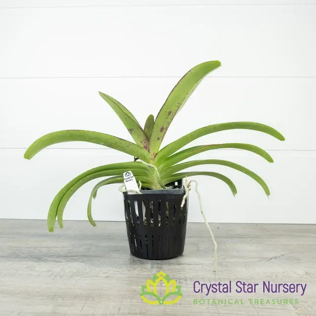 Vanda Wuttipanara Manoonya (Vanda)