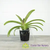 Vanda Wuttipanara Manoonya — Multi Growth / Without Spike