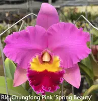 Rlc. Chungfong Pink 'Spring Beauty' (Triumphal Coronation x Taichung Beauty) (M546) (Hybrid) Rlc.=Rhyncholaeliocattleya