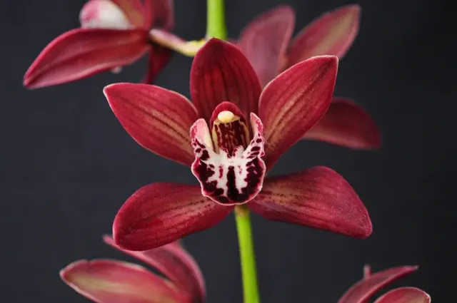 Cymbidium Panalatinga 'SanBar Tapestry' (Cymbidium)
