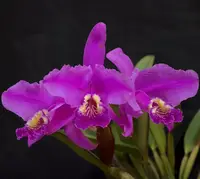 Cattleya lueddemanniana var. rubra