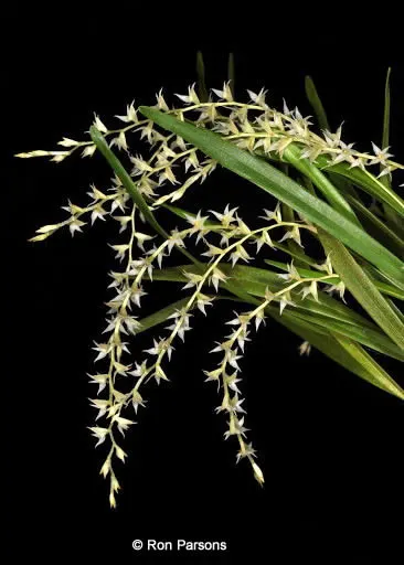 Dendrochilum curranii (Dendrochilum)